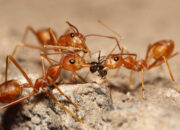 Dream Meaning of Red Ants