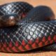 Dream Meaning of A Red Snake Bite