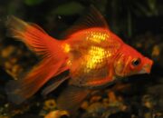 Dream Meaning of Goldfish