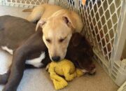Dream Meaning of Adopting 2 Dogs