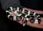 Dream Meaning of Seeing Black And White Snake
