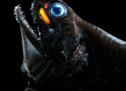 Dream Meaning of Seeing Fish