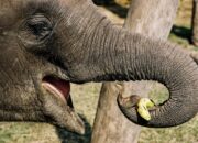 Dream Meaning of Elephant Trunk