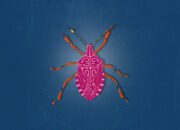 Dream Meaning of A Stink Bug