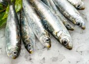 Dream Meaning of Sardines