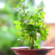 Dream Meaning of Tulsi Plant