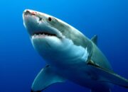 Dream Meaning of Sharks