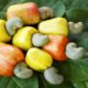 Dream Meaning of Cashew Seed