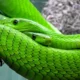 Dream Meaning of Seeing Many Snakes