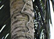 Dream Meaning of A Snake Climbing A Tree