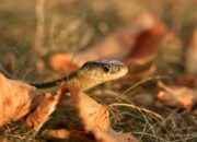 Dream Meaning of Snakes Everywhere