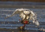 Dream Meaning of Owl Being Eaten