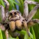 Dream Meaning of Spider Crawling On Me