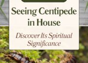 Dream Meaning of Seeing Centipede