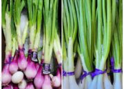 Dream Meaning of Spring Onion