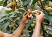 Dream Meaning of Picking Cashew Nut