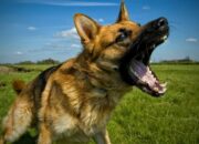Dream Meaning of A Black Dog Barking