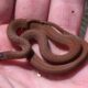 Dream Meaning of A Brown Snake