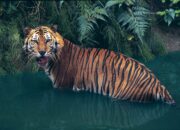 Dream Meaning of Seeing A Tiger