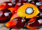 Dream Meaning of Palm Fruit