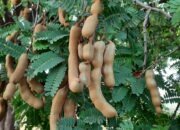 Dream Meaning of Tamarind Fruit