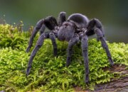 Dream Meaning of Tarantula