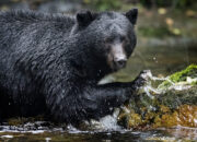 Dream Meaning of Black Bear