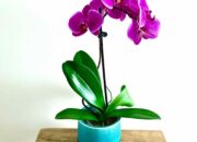 Dream Meaning of An Orchid