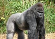 Dream Meaning of A Gorilla