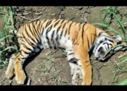 Dream Meaning of Dead Tiger