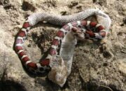 Dream Meaning of Snake Changing Skin