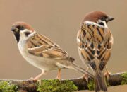 Dream Meaning of A Sparrow