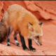 Dream Meaning of A Red Fox