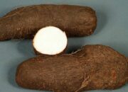 Dream Meaning of Water Yam