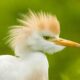 Dream Meaning of A Bird