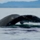 Dream Meaning of A Whale Tail