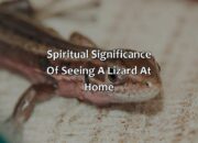 Dream Meaning of Seeing A Lizard