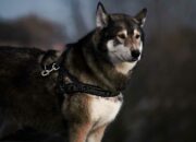 Dream Meaning of Being Bit By A Dog