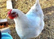 Dream Meaning of Seeing White Chicken