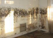 Dream Meaning of Mold On Walls