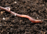Dream Meaning of Worm