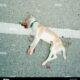 Dream Meaning of Dead Dog