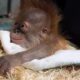 Dream Meaning of Baby Animals