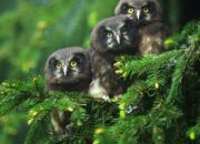 Dream Meaning of 3 owls