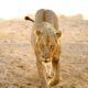 Dream Meaning of Lion Coming Towards Me