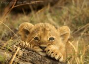 Dream Meaning of Lion Cubs