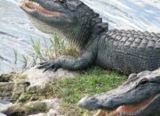 Dream Meaning of Alligators
