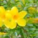 Dream Meaning of Golden Trumpet