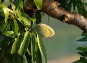 Dream Meaning of Almond Tree