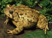 Dream Meaning of Toad